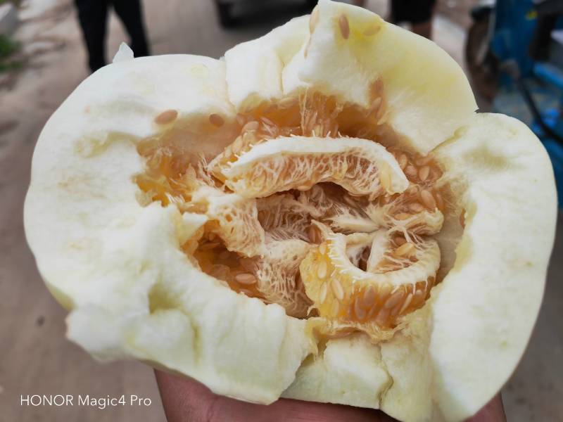 现货甜瓜，绿宝甜宝花美人地头供货源有保障，品种多样