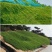 进口狗牙根种子草籽草坪种子护坡固土耐热耐旱耐践踏四季常青