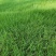 进口狗牙根种子草籽草坪种子护坡固土耐热耐旱耐践踏四季常青
