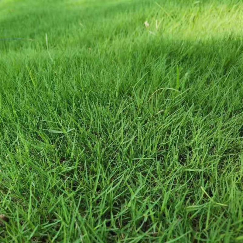 进口狗牙根种子草籽草坪种子护坡固土耐热耐旱耐践踏四季常青