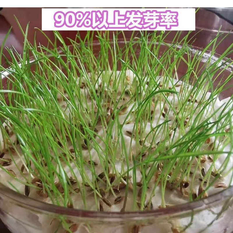 进口狗牙根种子草籽草坪种子护坡固土耐热耐旱耐践踏四季常青