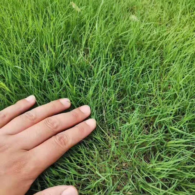 进口狗牙根种子草籽草坪种子护坡固土耐热耐旱耐践踏四季常青