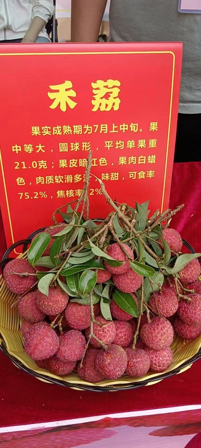麻垌荔枝