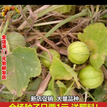马炮瓜