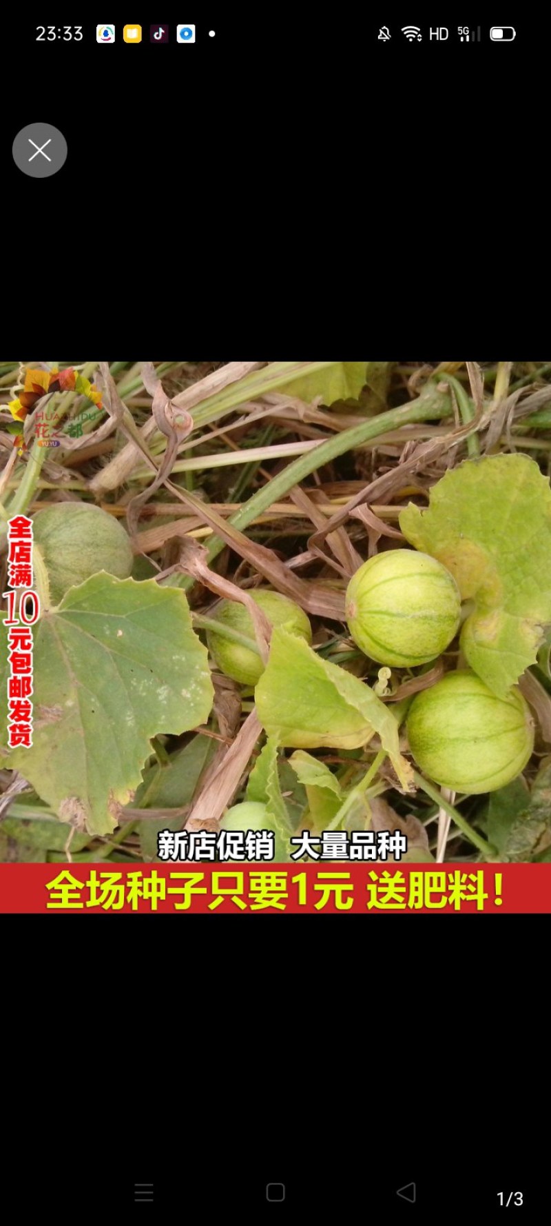 马炮瓜