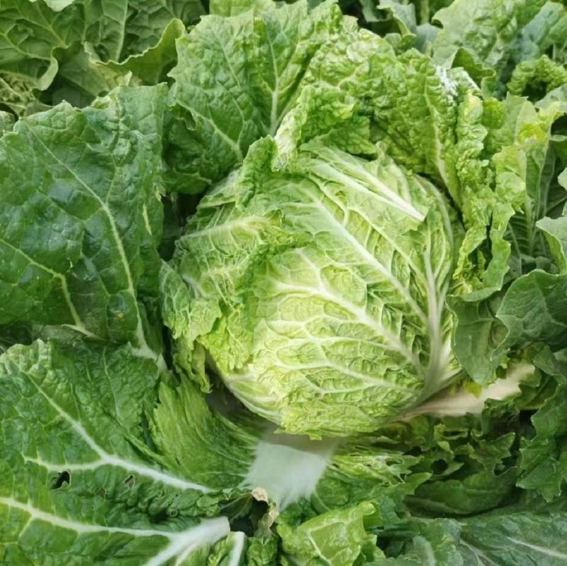 秦白12大白菜种子小包头早熟高产超秦白2号秋播冬储耐寒