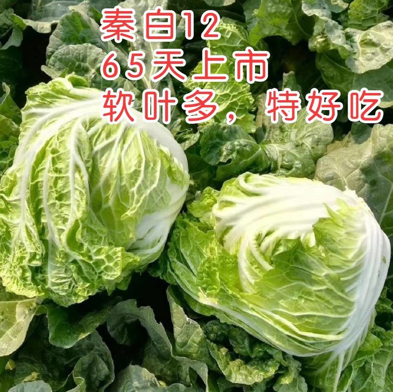 秦白12大白菜种子小包头早熟高产超秦白2号秋播冬储耐寒
