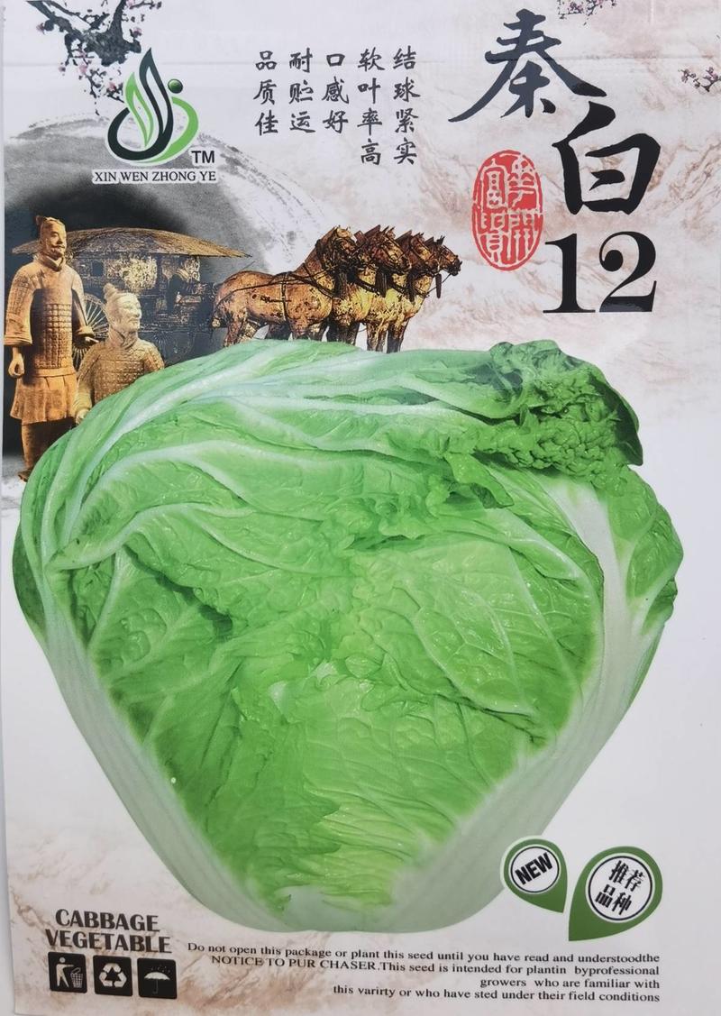 秦白12大白菜种子小包头早熟高产超秦白2号秋播冬储耐寒