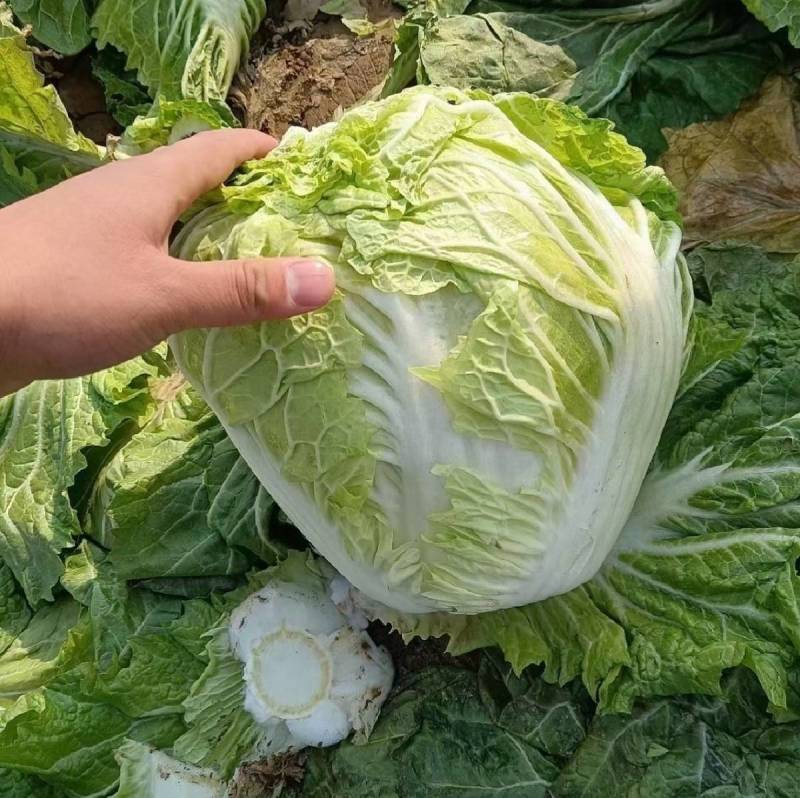 秦白12大白菜种子小包头早熟高产超秦白2号秋播冬储耐寒
