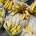 进口菲律宾香蕉大量现货无花皮无黑心无硬心一手货源