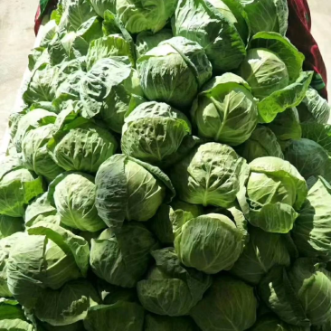 精品甘蓝大量上市，价格美丽