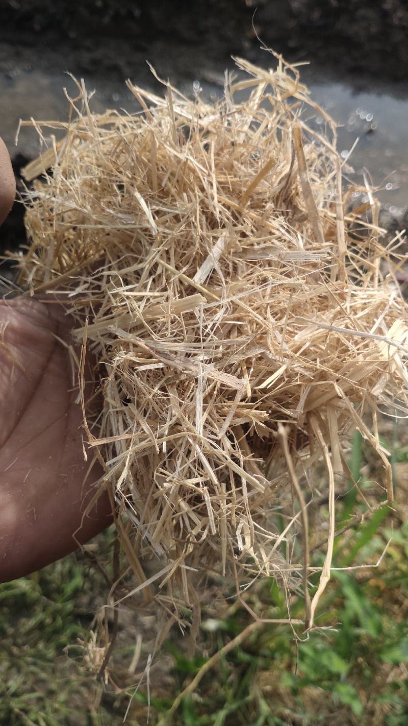 稻草大方捆柔丝新草水份低干净