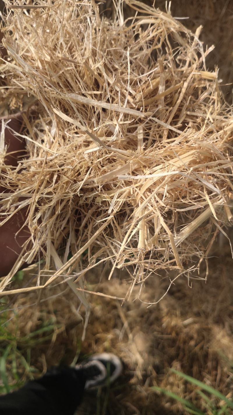 稻草大方捆柔丝新草水份低干净