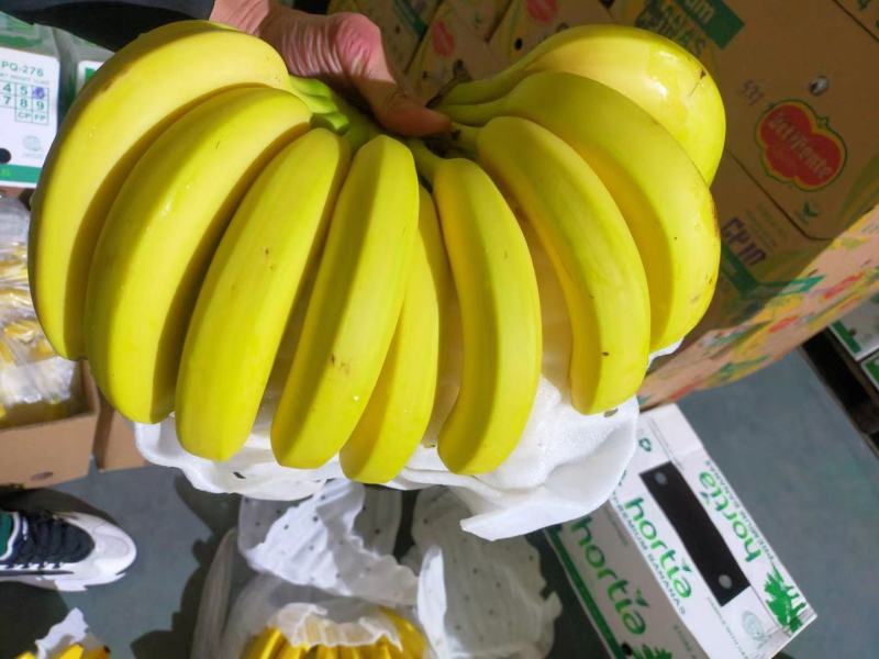 进口菲律宾香焦大量现货口感甜糯无花皮无黑心一手货源