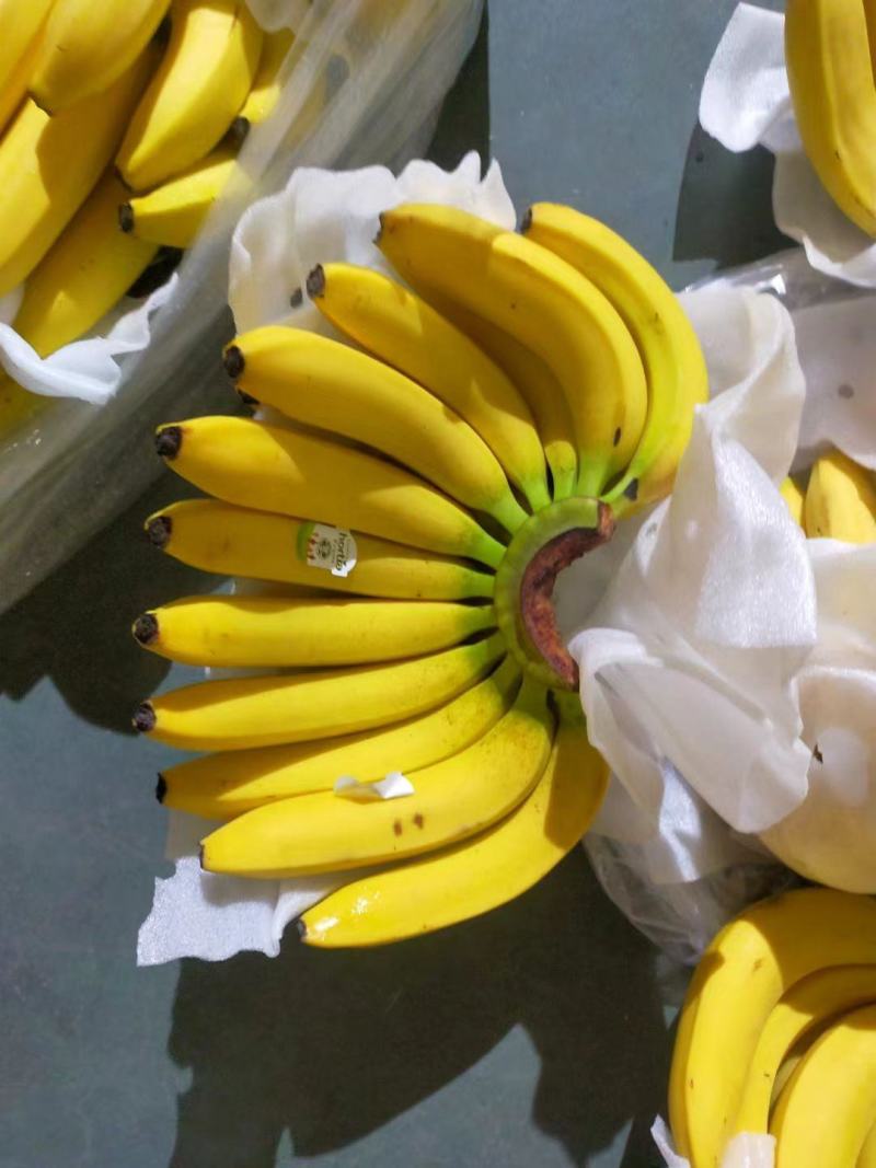 进口菲律宾香焦大量现货口感甜糯无花皮无黑心一手货源