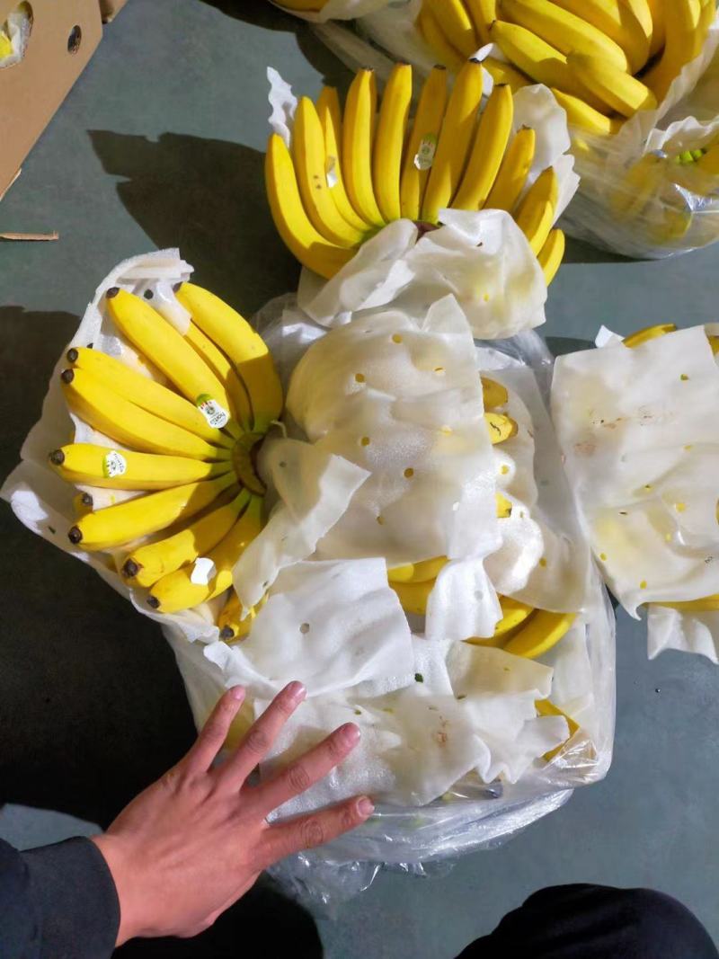 进口菲律宾香焦大量现货口感甜糯无花皮无黑心一手货源