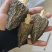 羊肚菌