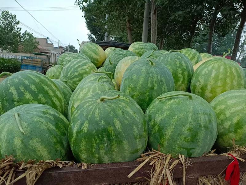 《精选》花皮无籽西瓜开封无籽西瓜基地直供包熟包甜