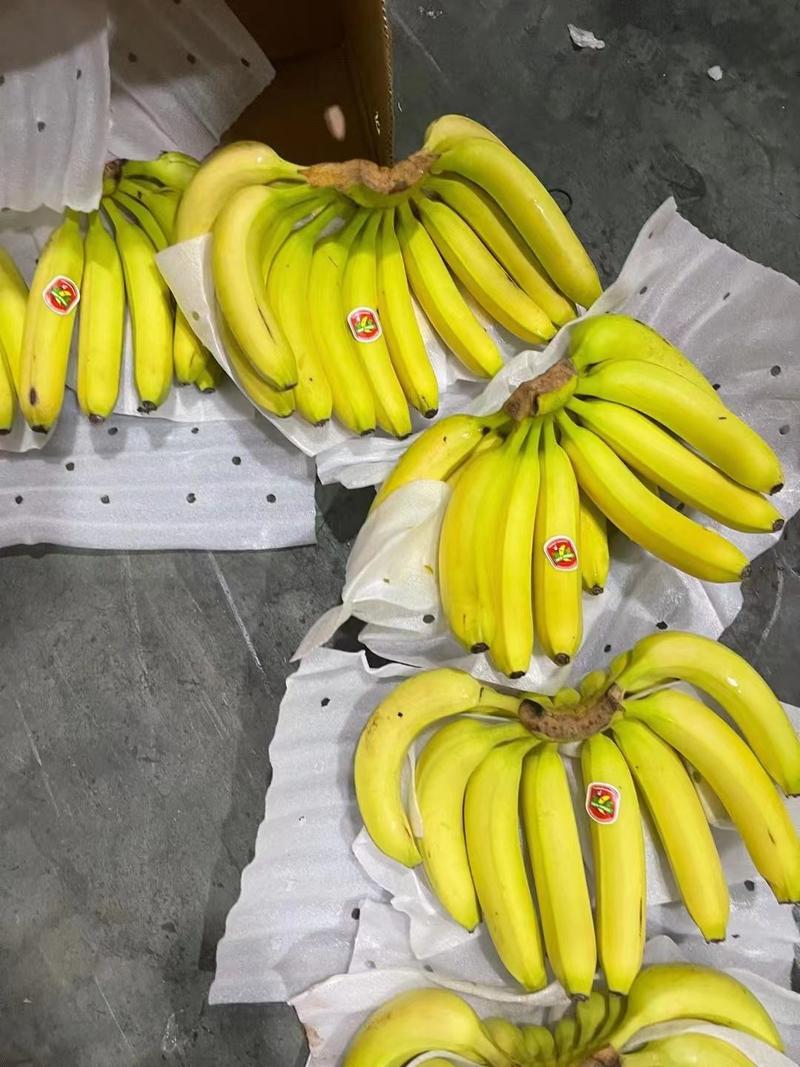 大量供应菲律宾越南，柬埔寨香蕉，质量好，可发全国