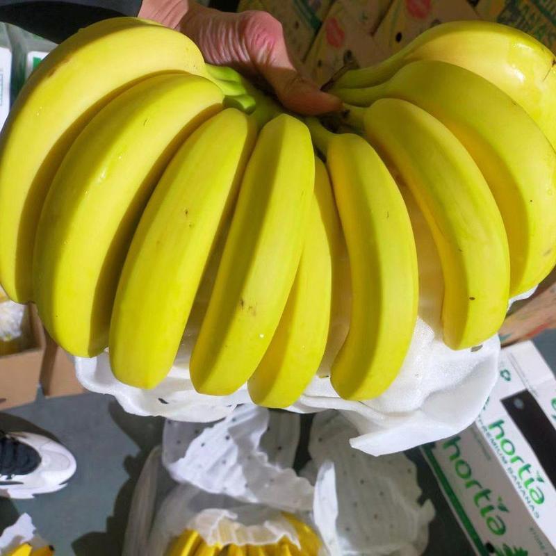大量供应菲律宾越南，柬埔寨香蕉，质量好，可发全国