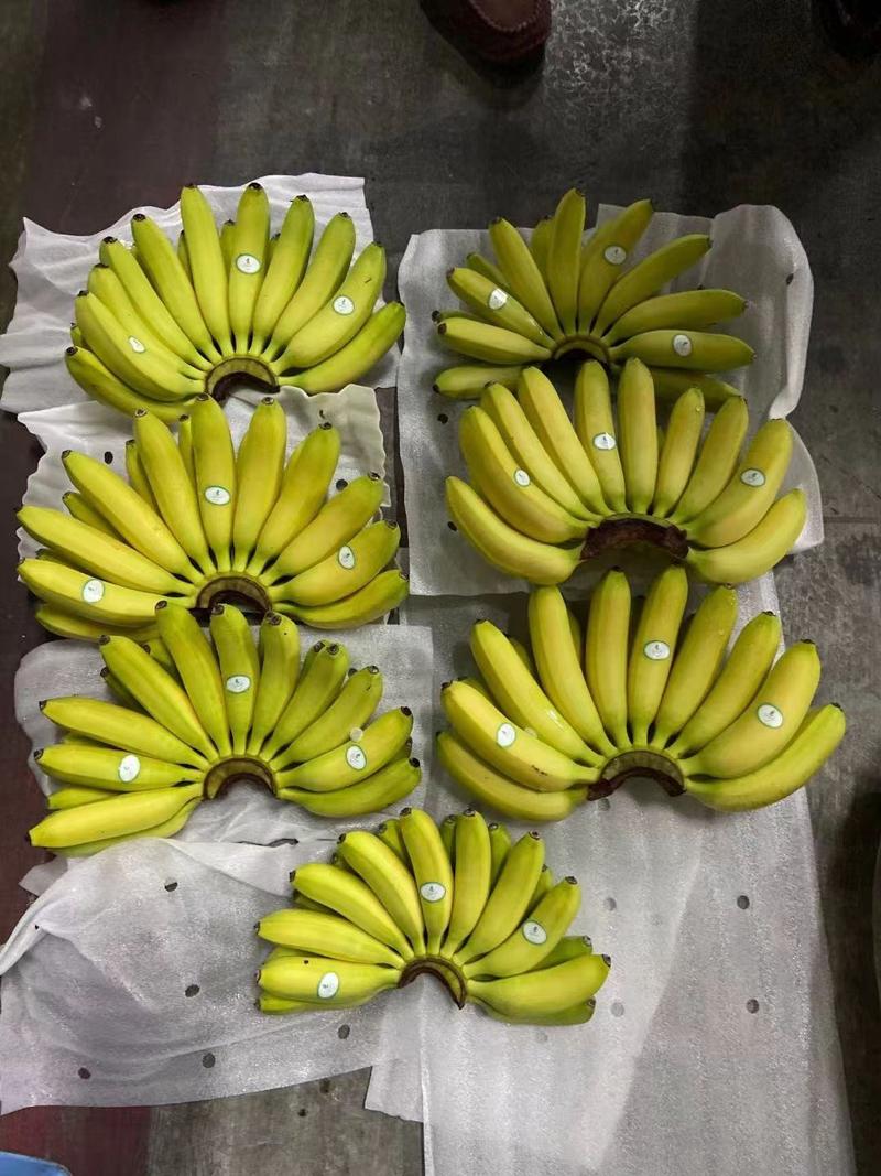 菲律宾香蕉大量现货无花皮无黑心无硬心口感甜糯厂家直销