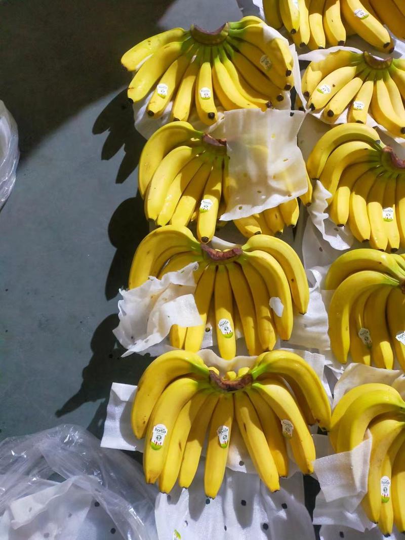 菲律宾香蕉大量现货无花皮无黑心无硬心口感甜糯厂家直销