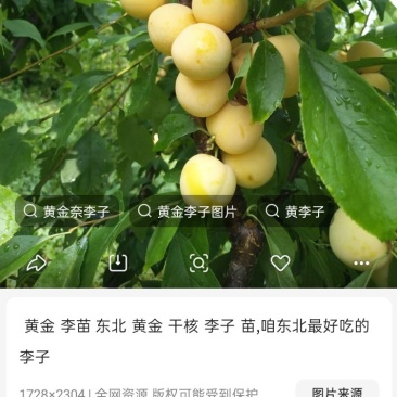 黄金李