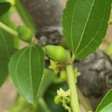 大量供应葫芦枣苗木