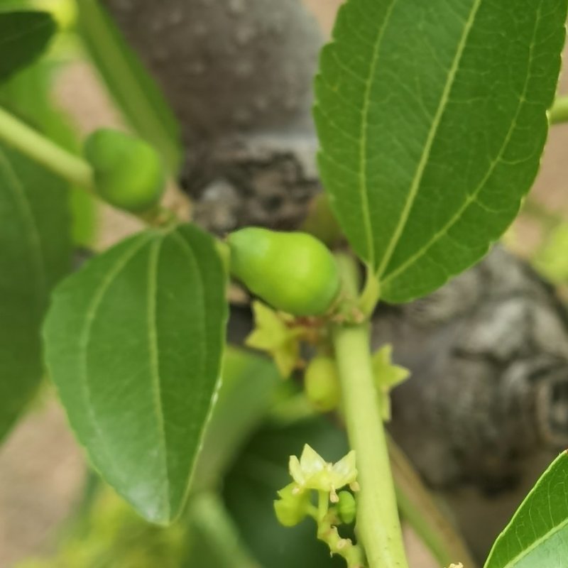 大量供应葫芦枣苗木