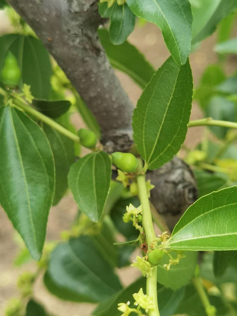 大量供应葫芦枣苗木