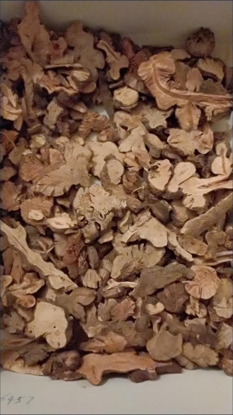 野荞麦苦荞麦根中药材金锁银开天然抗菌金荞麦根