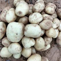 榆林土豆陕西省榆林市靖边县226土豆种植户农户自销土豆