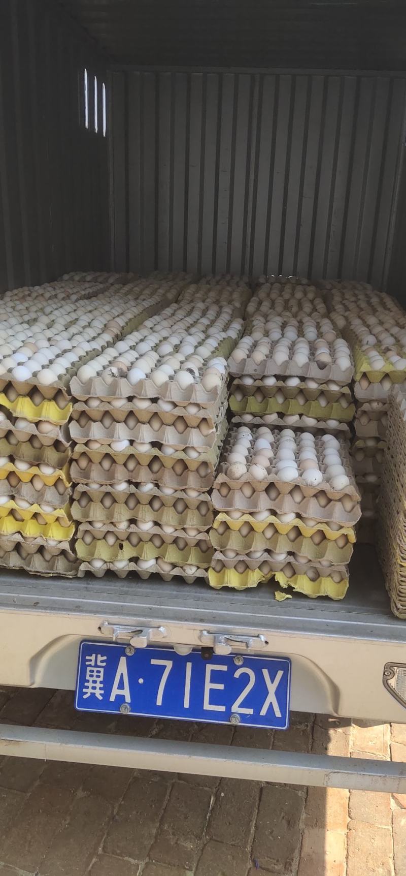 大量出售华北柴鸡种蛋和商品蛋今天又拉走一车希望新人合作