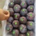 黑巨李子（黑总统李子）黑布林李子七月份开始上市欢迎采购