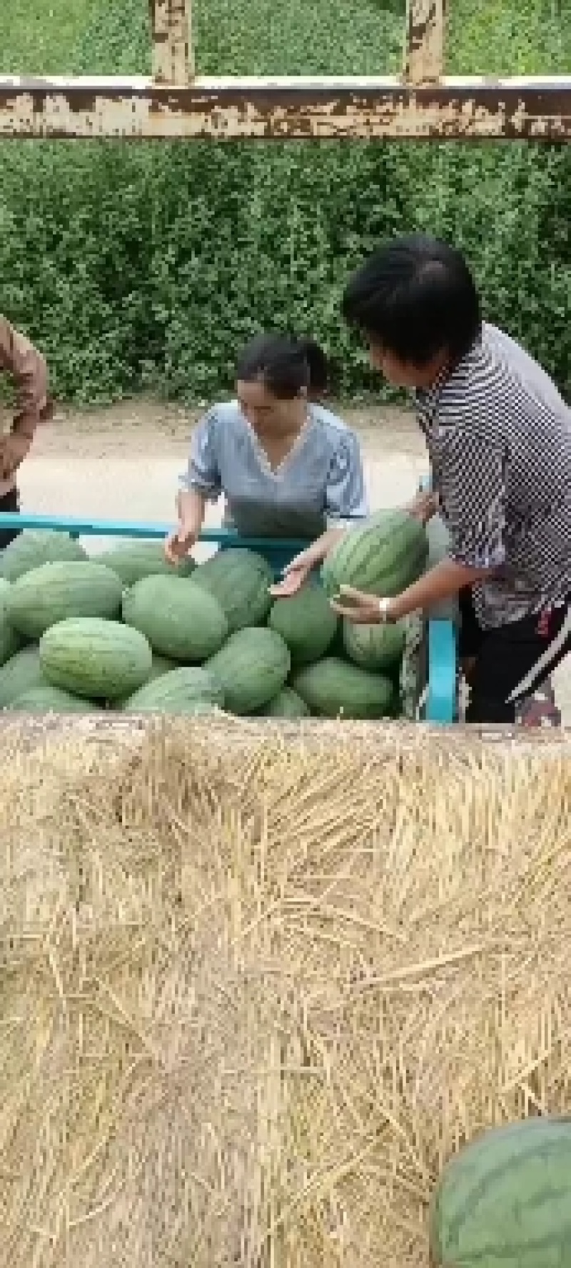 西瓜大量上市中，一级瓜
