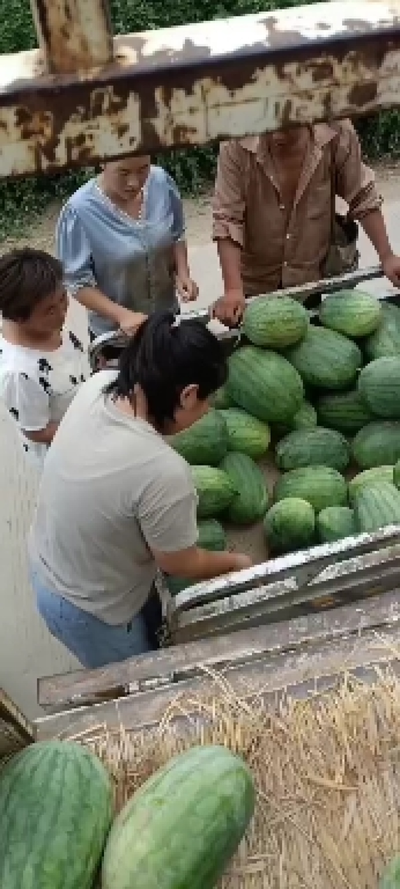 西瓜大量上市中，一级瓜