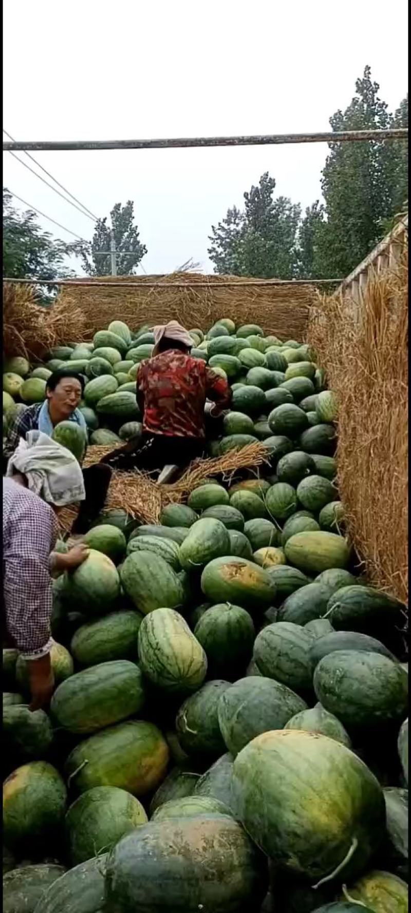 西瓜大量上市中，一级瓜