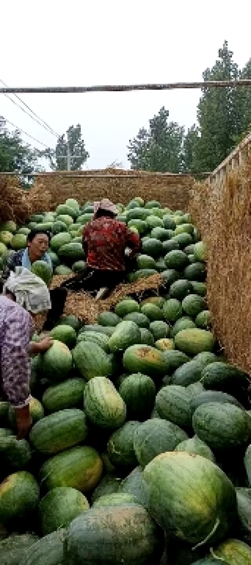 西瓜大量上市中，一级瓜