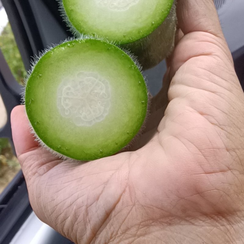 节瓜