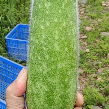 节瓜