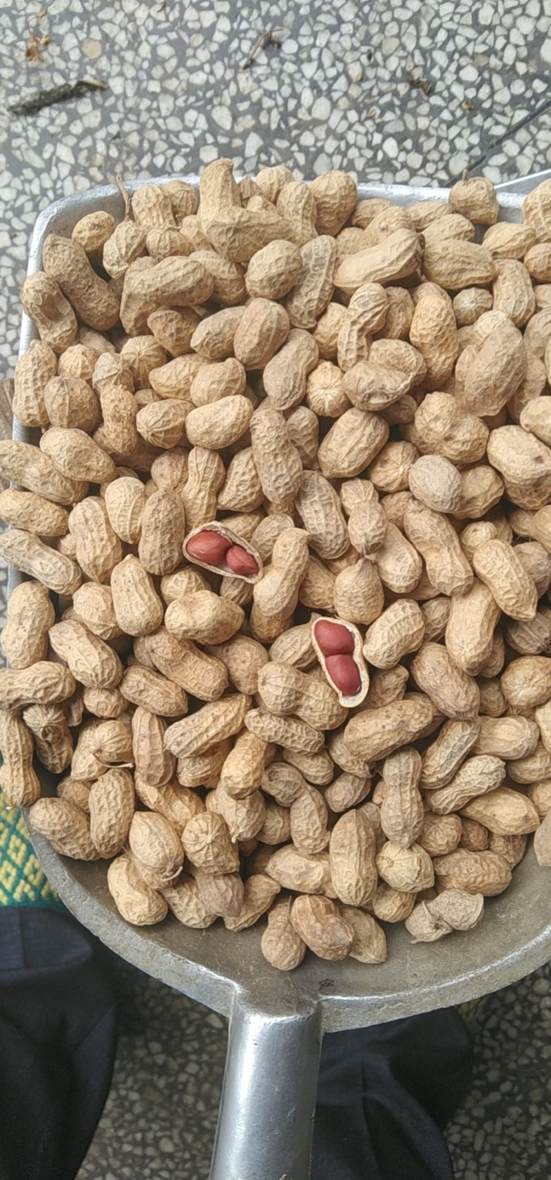 红皮花生两粒米