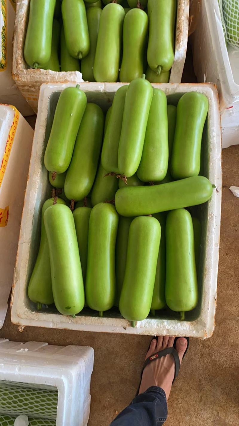 广东徐闻精品瓠瓜一手货源货量充足质量保证欢迎采购对接