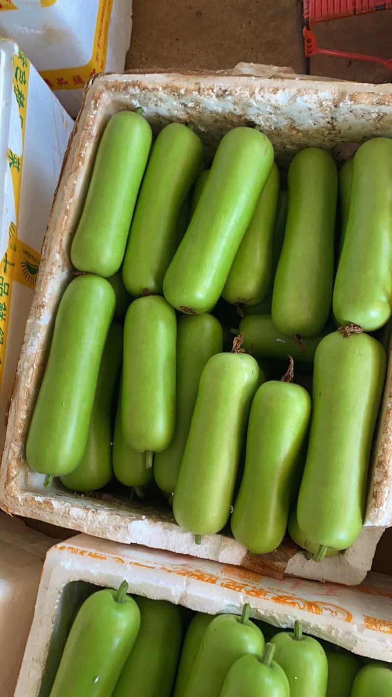 广东徐闻精品瓠瓜一手货源货量充足质量保证欢迎采购对接