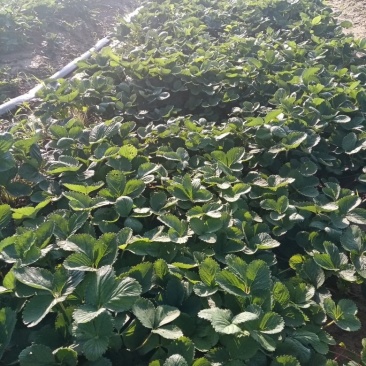 天仙醉草莓苗基地直发地栽苗可提供技术指导成活率高量大从优