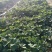 天仙醉草莓苗基地直发地栽苗可提供技术指导成活率高量大从优