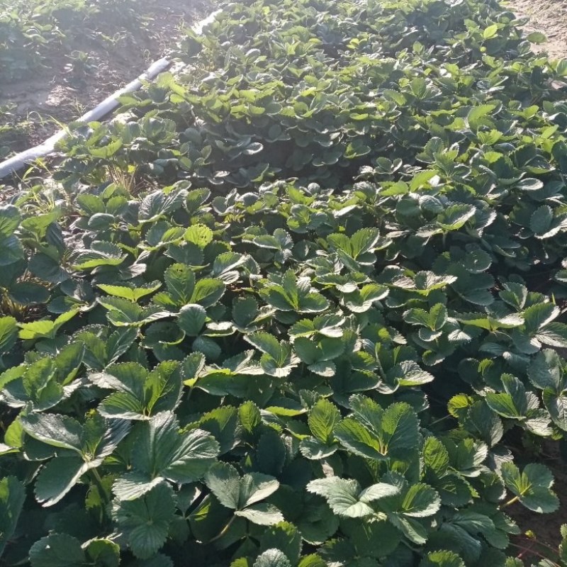 天仙醉草莓苗基地直发地栽苗可提供技术指导成活率高量大从优