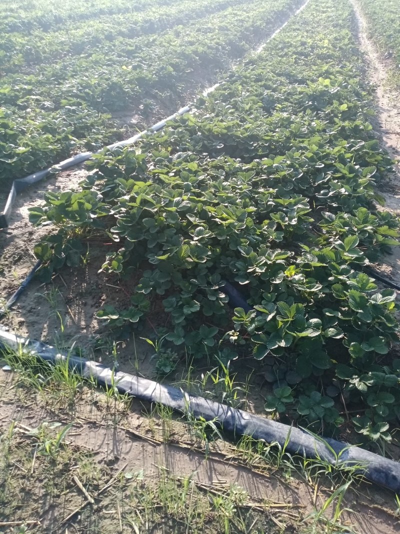 天仙醉草莓苗基地直发地栽苗可提供技术指导成活率高量大从优