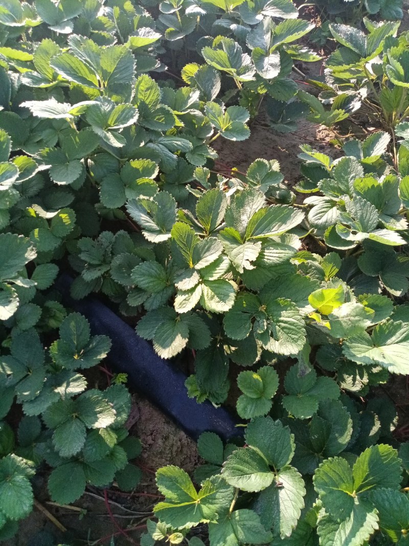 天仙醉草莓苗基地直发地栽苗可提供技术指导成活率高量大从优