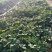 天仙醉草莓苗基地直发地栽苗可提供技术指导成活率高量大从优