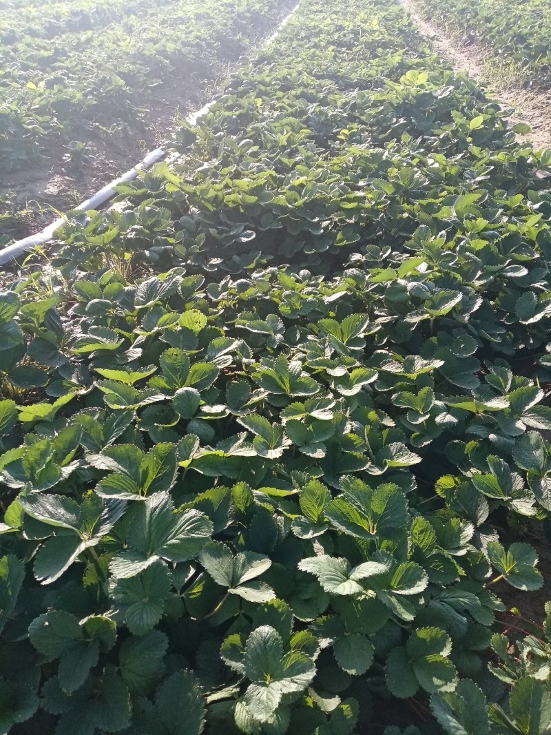 天仙醉草莓苗基地直发地栽苗可提供技术指导成活率高量大从优
